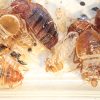 Close-up of bed bugs throughout various stages of their life: nymph and adult