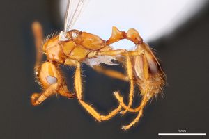 Profile view of a female, winged ant