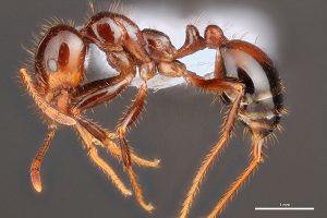 Profile view of a fire ant