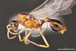 Close-up of the profile view of a winged, male ant