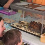 A mother and son looking into the terrarium holding the numerous Madagascar hissing cockroaches