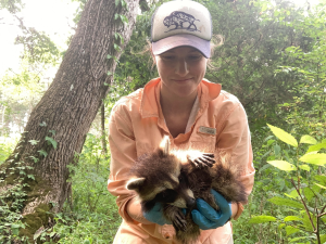Rebecca Butler holding a raccoon in the field