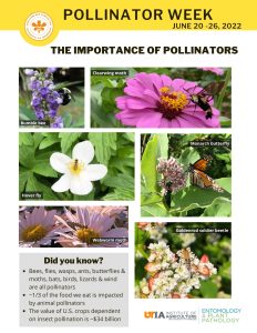 collage of diverse pollinators and plants