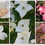 collage of flowering dogwoods