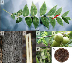 Identification and Management Recommendations of Common Fungal Diseases of Eastern Black Walnut
