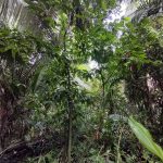 cocao trees