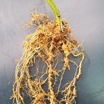 Southern RKN Culture on Tomato Roots
