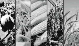 cotton, soybean, field corn, sorghum, wheat and pasture in a black and white collage