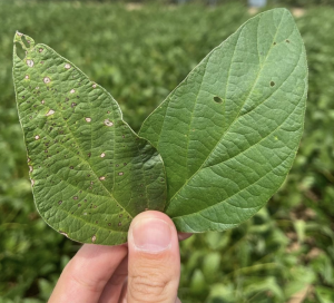 two soybean leaves held in hand