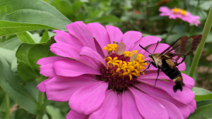 pollinator pollinating a flower