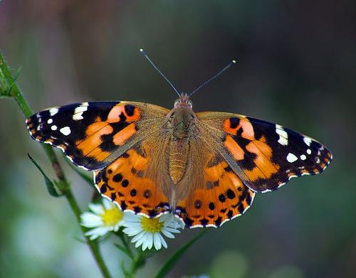 Painted-Lady-by-Cloverlawn-Butterflies